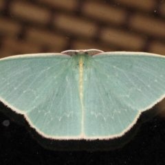 Chlorocoma dichloraria at Guerilla Bay, NSW - 31 Jul 2020 08:58 PM