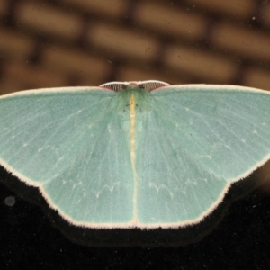 Chlorocoma dichloraria at Guerilla Bay, NSW - 31 Jul 2020 08:58 PM