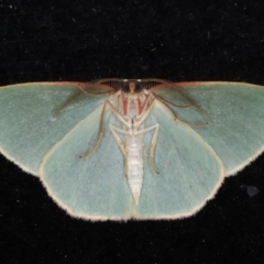Chlorocoma dichloraria at Guerilla Bay, NSW - 31 Jul 2020 08:58 PM