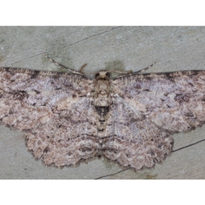 Ectropis, undescribed sp. (genus) (Unknown Engrailed Moth) at Guerilla Bay, NSW - 31 Jul 2020 by jb2602