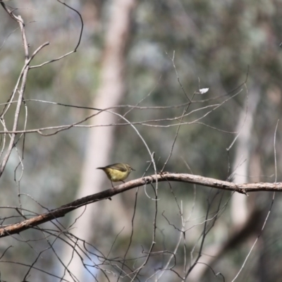 Acanthiza reguloides (Buff-rumped Thornbill) at Albury - 2 Aug 2020 by PaulF