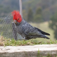 Callocephalon fimbriatum (Gang-gang Cockatoo) at Black Range, NSW - 3 Aug 2020 by MatthewHiggins