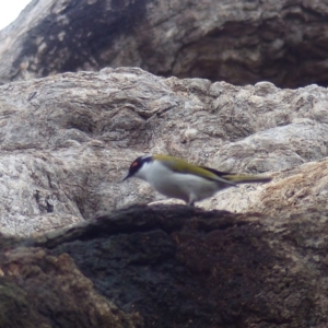 Melithreptus lunatus at Black Range, NSW - 3 Aug 2020