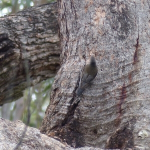 Cormobates leucophaea at Black Range, NSW - 3 Aug 2020