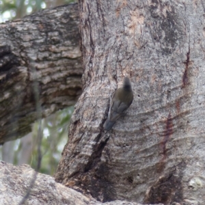 Cormobates leucophaea at Black Range, NSW - 3 Aug 2020 03:18 PM