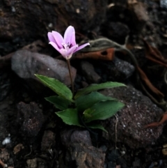 Schelhammera undulata (Lilac Lily) at FS Private Property - 11 Jun 2020 by BJ