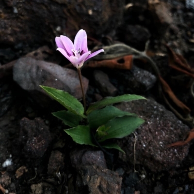 Schelhammera undulata (Lilac Lily) at Yatte Yattah, NSW - 11 Jun 2020 by BJ