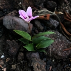 Schelhammera undulata at Yatte Yattah, NSW - 12 Jun 2020 12:56 AM