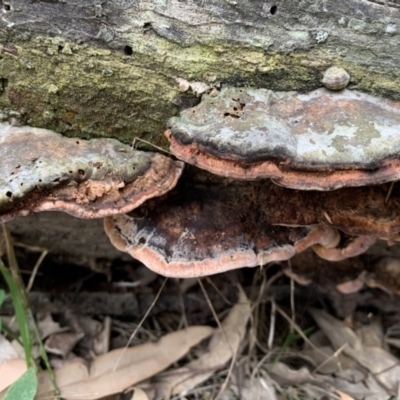 Unidentified Cup or disk - with no 'eggs' at Black Range, NSW - 3 Aug 2020 by Steph H