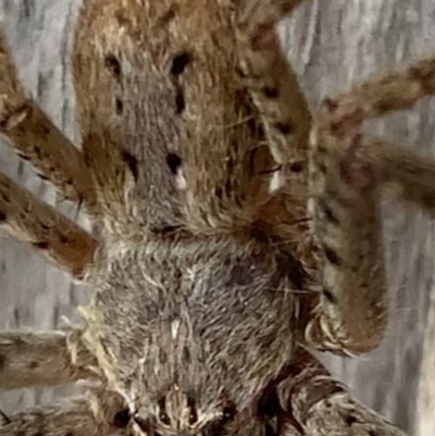 Isopeda sp. (genus) at Black Range, NSW - 3 Aug 2020 by StephH