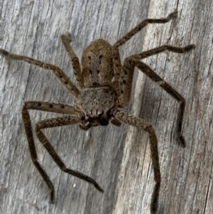 Isopeda brachyseta at Black Range, NSW - 3 Aug 2020