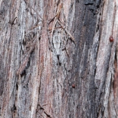 Tamopsis fickerti at Downer, ACT - 2 Aug 2020