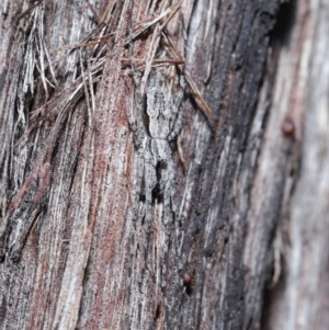 Tamopsis fickerti at Downer, ACT - 2 Aug 2020