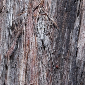 Tamopsis fickerti at Downer, ACT - 2 Aug 2020