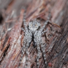 Tamopsis fickerti at Downer, ACT - 2 Aug 2020 12:22 PM