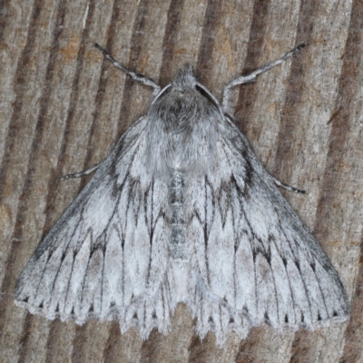 Cyneoterpna wilsoni (Cyneoterpna wilsoni) at Guerilla Bay, NSW - 31 Jul 2020 by jb2602
