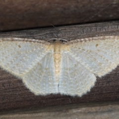 Poecilasthena pulchraria (Australian Cranberry Moth) at Guerilla Bay, NSW - 31 Jul 2020 by jb2602