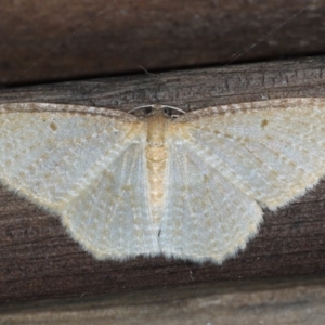 Poecilasthena pulchraria at Guerilla Bay, NSW - 31 Jul 2020