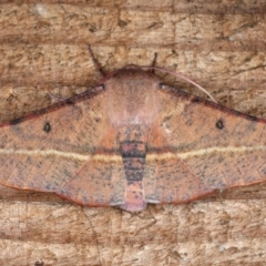 Oenochroma vinaria (Pink-bellied Moth, Hakea Wine Moth) at Guerilla Bay, NSW - 31 Jul 2020 by jb2602