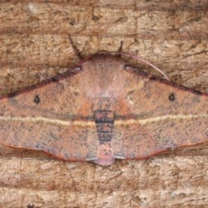 Oenochroma vinaria at Guerilla Bay, NSW - 31 Jul 2020