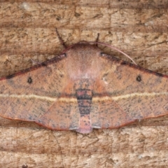 Oenochroma vinaria (Pink-bellied Moth) at Guerilla Bay, NSW - 31 Jul 2020 by jbromilow50