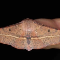 Oenochroma vinaria at Guerilla Bay, NSW - 31 Jul 2020 09:08 PM