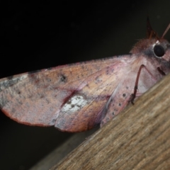 Oenochroma vinaria at Guerilla Bay, NSW - 31 Jul 2020