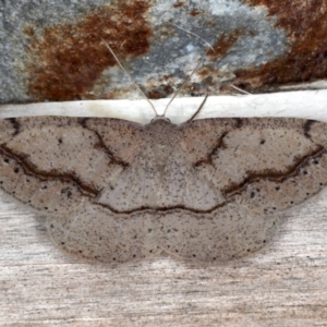 Taxeotis perlinearia at Guerilla Bay, NSW - 31 Jul 2020 09:10 PM