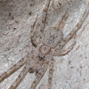 Tamopsis sp. (genus) at Acton, ACT - 2 Aug 2020