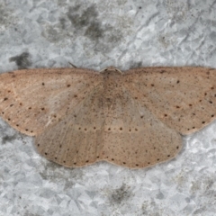 Taxeotis intextata (Looper Moth, Grey Taxeotis) at Guerilla Bay, NSW - 31 Jul 2020 by jb2602