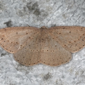 Taxeotis intextata at Guerilla Bay, NSW - 31 Jul 2020