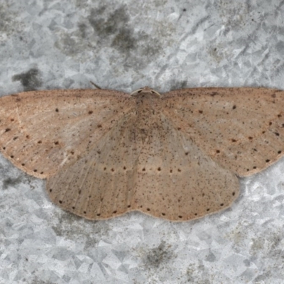 Taxeotis intextata (Looper Moth, Grey Taxeotis) at Guerilla Bay, NSW - 31 Jul 2020 by jbromilow50
