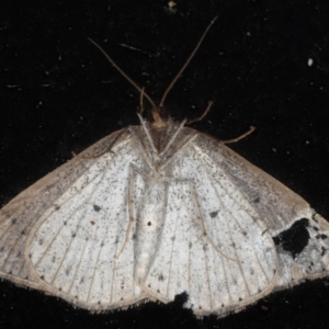 Taxeotis intextata at Guerilla Bay, NSW - 31 Jul 2020