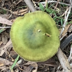 Cortinarius austrovenetus (Green Skinhead) at Quaama, NSW - 3 Aug 2020 by FionaG