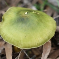 Cortinarius austrovenetus at Quaama, NSW - 3 Aug 2020 02:27 PM