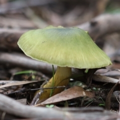 Cortinarius austrovenetus at Quaama, NSW - 3 Aug 2020 02:27 PM