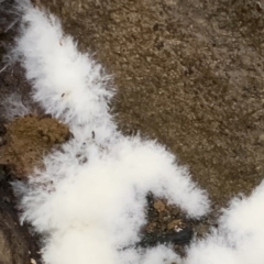 Unverified at suppressed - suppressed