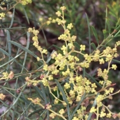 Acacia boormanii (Snowy River Wattle) at Mount Majura - 3 Aug 2020 by JaneR