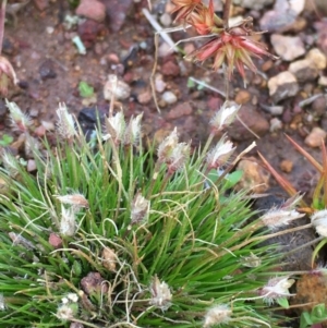 Centrolepis strigosa at Majura, ACT - 3 Aug 2020