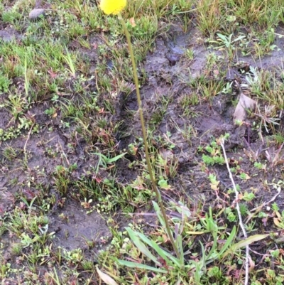 Craspedia variabilis (Common Billy Buttons) at Mount Majura - 3 Aug 2020 by JaneR