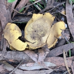 Scleroderma sp. (Scleroderma) at Quaama, NSW - 3 Aug 2020 by FionaG