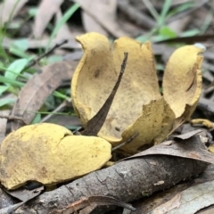 Scleroderma sp. at Quaama, NSW - 3 Aug 2020