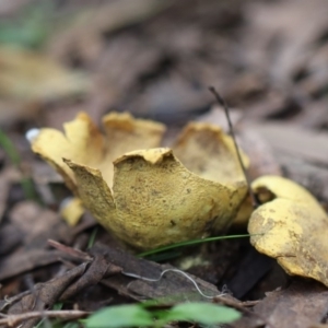 Scleroderma sp. at Quaama, NSW - 3 Aug 2020