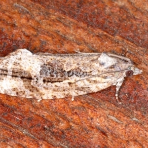 Thrincophora lignigerana at Guerilla Bay, NSW - 31 Jul 2020