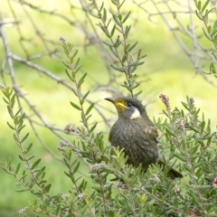 Meliphaga lewinii (Lewin's Honeyeater) at Penrose, NSW - 30 Jul 2020 by Aussiegall