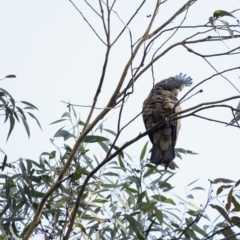 Callocephalon fimbriatum (Gang-gang Cockatoo) at Penrose, NSW - 30 Jul 2020 by Aussiegall