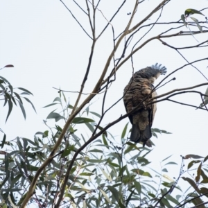 Callocephalon fimbriatum at Penrose, NSW - 30 Jul 2020