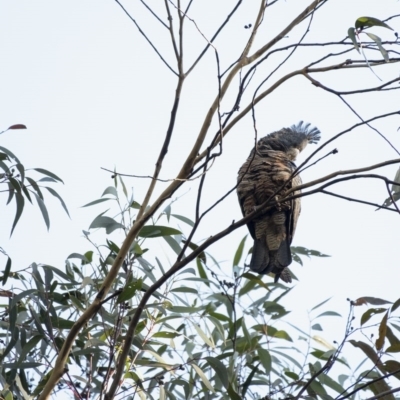 Callocephalon fimbriatum (Gang-gang Cockatoo) at Penrose, NSW - 30 Jul 2020 by Aussiegall
