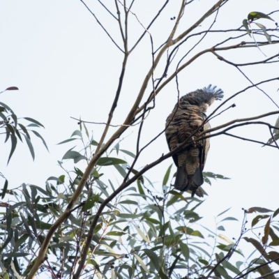 Callocephalon fimbriatum (Gang-gang Cockatoo) at Wingecarribee Local Government Area - 29 Jul 2020 by Aussiegall