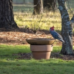 Callocephalon fimbriatum (Gang-gang Cockatoo) at Wingecarribee Local Government Area - 30 Jul 2020 by Aussiegall